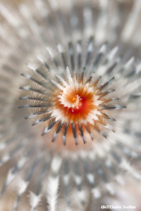 Christmas Tree Worm by William Loke 